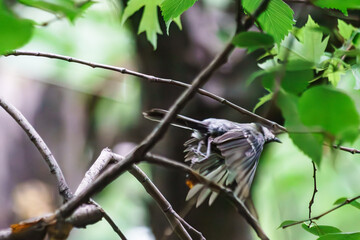 The life of a little titmouse