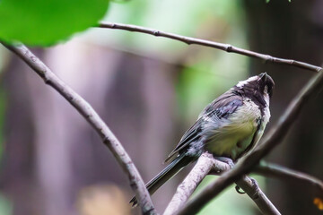 The life of a little titmouse