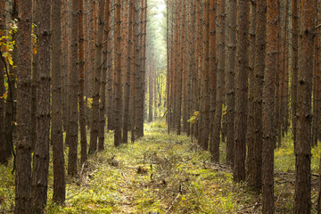 Forest clearing, Las, Leśna przecinka