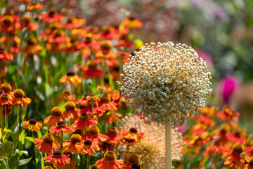Giant alliums with dried out seed heads growing amongst bright orange echinacea flowers, photographed in mid summer in Wisley garden, Surrey, UK