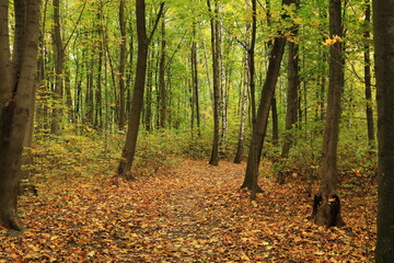 Forest Borkowski Cracow, Las Borkowski Kraków