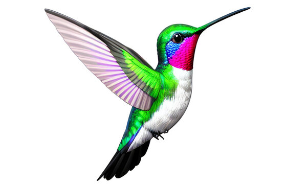 Close up colorful hummingbird on transparent background,Generative AI.