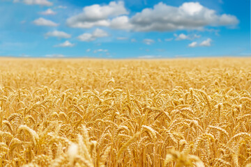 Gold wheat field and blue sky. Crops field. Selective focus