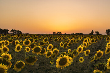 Fototapeta premium Sunflower Sunset