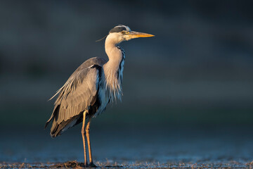 Grey heron (Ardea cinerea) in the wild