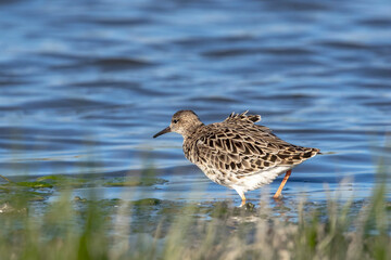Ruff (Calidris pugnax) Searching for Food in a Marsh