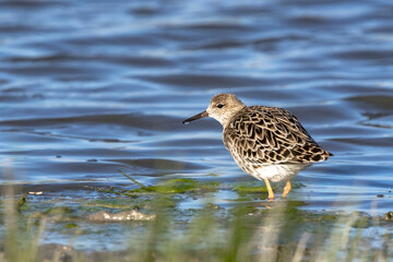Ruff (Calidris pugnax) Searching for Food in a Marsh