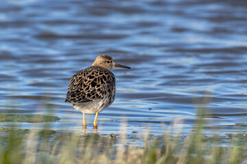 Ruff (Calidris pugnax) Searching for Food in a Marsh