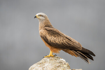 Red kite (Milvus milvus) in the wild