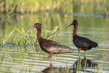 Glossy Ibis (Plegadis falcinellus) Searching for Food in a Marsh