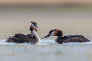 Black-necked grebe or eared grebe (Podiceps nigricollis) in the wild