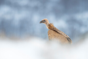 Eurasian griffon (vulture Gyps fulvus) in winter