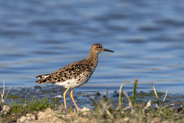Ruff (Calidris pugnax) Searching for Food in a Marsh