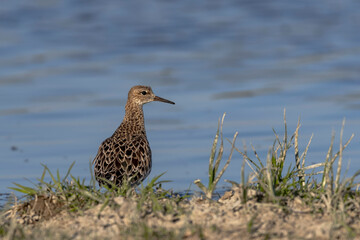 Ruff (Calidris pugnax) Searching for Food in a Marsh
