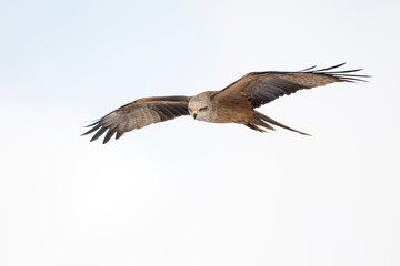 Red kite (Milvus milvus) in the wild