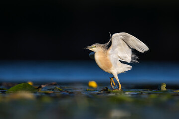 Squacco heron (Ardeola ralloides) in the wild