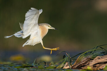 Squacco heron (Ardeola ralloides) in the wild