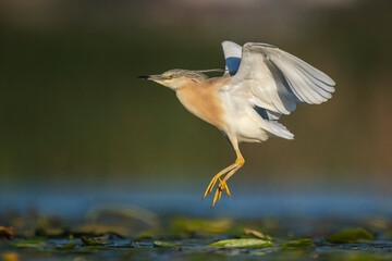 Squacco heron (Ardeola ralloides) in the wild