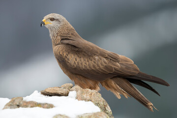 Black kite (Milvus migrans) in the wild