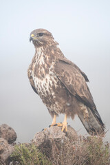 Common buzzard (Buteo buteo) in the wild