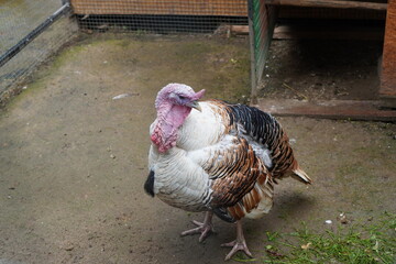 portrait of a turkey in an aviary on the background of a house. The concept of keeping birds at home