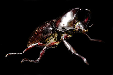 Käfer