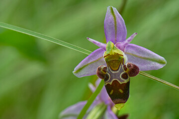 Ophrys abeille -Ophrys apifera -orchidées