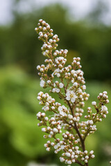 Fototapeta premium White flowers of a spirea