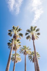 Obraz premium Tall palm trees and blue sky with clouds. Low angle view. Tropical nature. Generative Ai