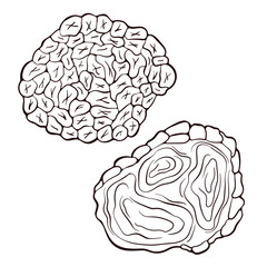 Truffle mushroom in line art style. Sketch mushroom drawing. Vector illustration isolated on a white background. Icons for menu, label, product packaging, recipe.