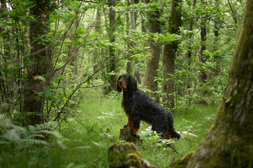 Black dog in the forest, greenery. Gordon setter outdoors in summer. Walking with a pet