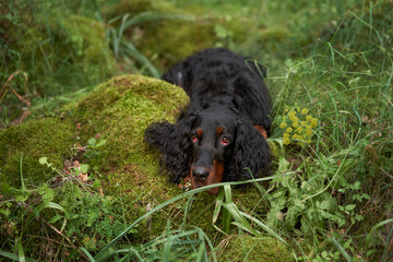 Black dog in the forest, greenery. Gordon setter outdoors in summer. Walking with a pet