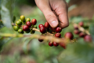 Harvesting red and yellow coffee beans and cherries in the forest