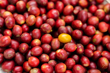 Harvesting red and yellow coffee beans and cherries in the forest