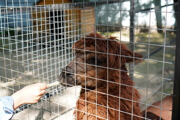 a child's hand treats a llama through a net in an aviary with vegetables on a farm in summer. The concept of keeping animals at home