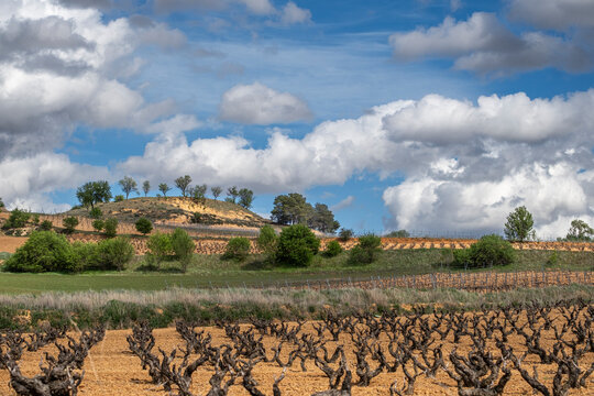 vineyard during a stormy day during spring in the denomination of origin region of Ribera del Duero in the province of Valladolid in Spain