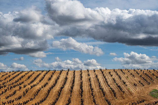 vineyard during a stormy day during spring in the denomination of origin region of Ribera del Duero in the province of Valladolid in Spain