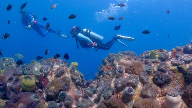 Under water film from Thailand - coral reef and plenty of tropcial fish in the foreground - two scu divers in the background - in slow motion