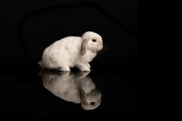Cute little white rabbit seen from the side with its reflection on a black background