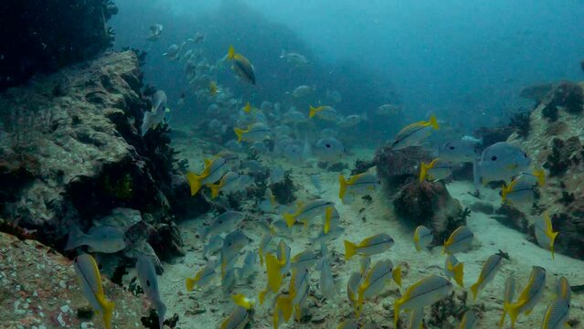 Under water film from Thailand - many fusilier fish swimming eratic over ocean floor - camera follows the fish school