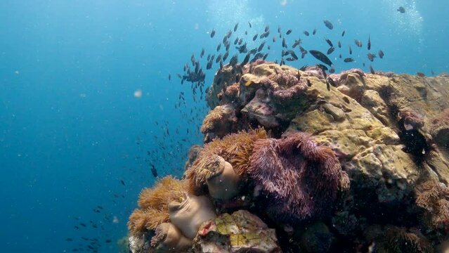 Under water film from Thailand - Corals and small black tropical fish around the reefs an anemones