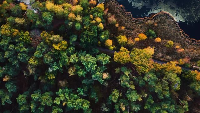 Majestic forest with autumn colors and lakeside, aerial top down view