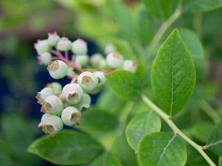Close-up of unripe blueberries on a branch. Berry growth stage