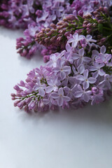 Blurry floral background.A branch of blossoming lilac (syringa) flowers. Lilac background. Lilac closeup.
