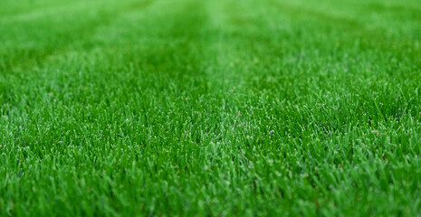 Close-up green grass, natural greenery texture of lawn garden. Stripes after mowing lawn court....