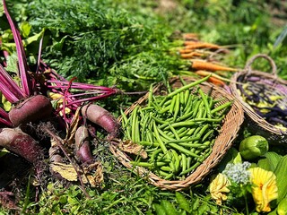colorful vegetables, fresh beets, green string beans, young carrots, small courgettes, garden harvest, summer vegetables
