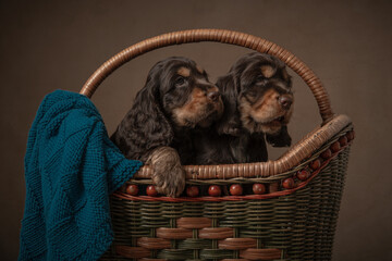 Two cocker spaniel puppy dogs in an old basket