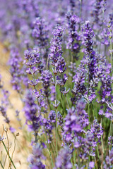 Naklejka premium Lavendelblüte in Frankreich