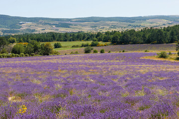 Lavendelfeld in Frankreich