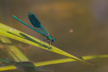 macro photography of a blue dragonfly
